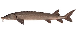 Esturgeon