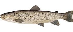 Truite brune